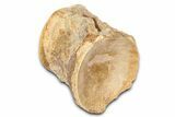 Fossil Mosasaur (Platecarpus) Vertebra - Kansas #382060-1